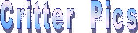 Critter  Pics